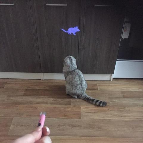 Pet Laser Pointer